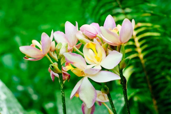 Roze phalaenopsis orchidee bloem in de botanische tuin. Een prachtige orchidee plant in de natuur — Stockfoto