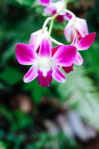 Roze phalaenopsis orchidee bloem in de botanische tuin. Een prachtige orchidee plant in de natuur — Stockfoto