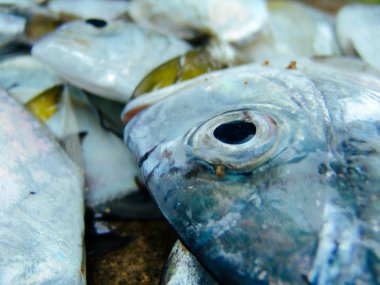 Taze tropikal balık bir balıkçının yakalamak. Asya piyasasında sabah