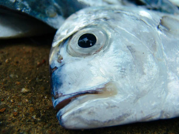 新鮮な熱帯の魚の漁師をキャッチします。アジアの朝市 — ストック写真