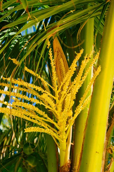 Fresh green young coconut fruit, on the coconut tree. flowering coconut tree