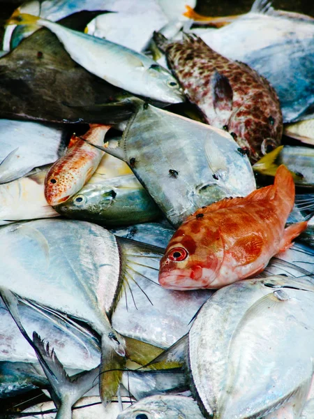 Pescador captura de peixes tropicais frescos. mercado matutino na Ásia — Fotografia de Stock