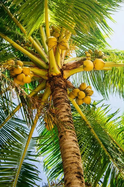 Fresh green young coconut fruit, on the coconut tree. flowering coconut tree.