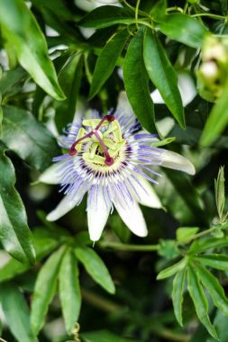 Yaz aylarında tutku çiçek çiçeklenme