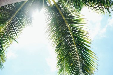 Buradan geçen güneş ışığı ile Hindistan cevizi hurma ağacı