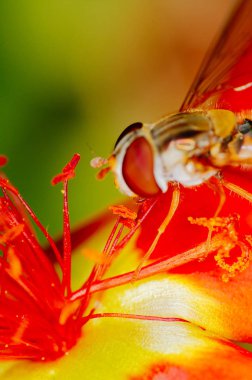 Küçük arı polen kırmızı bir çiçek bahçesinde üzerinden toplama