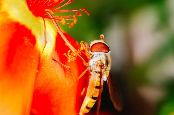 Pequeña abeja recolectando polen de una flor roja en el jardín —  Fotos de Stock