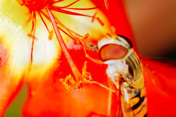 Pequeña abeja recolectando polen de una flor roja en el jardín —  Fotos de Stock