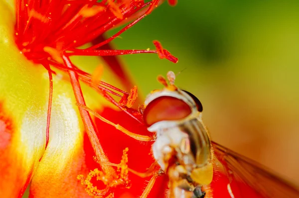 Pequeña abeja recolectando polen de una flor roja en el jardín —  Fotos de Stock