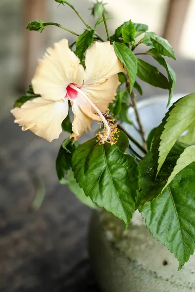 Beautiful and natural peach color of hibiscus flower