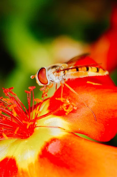 Pequeña abeja recolectando polen de una flor roja en el jardín —  Fotos de Stock