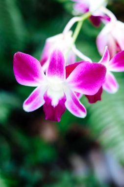 Pembe phalaenopsis orkide çiçek Botanik Bahçesi. Bir güzel orkide bitki doğa