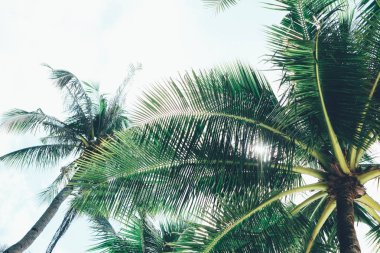 Buradan geçen güneş ışığı ile Hindistan cevizi hurma ağacı