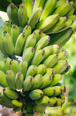 Genç taze yeşil muz asılı muz Tree.Bunch muz muz ağacı üzerinde büyüyen yakın çekim