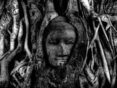 Kafa Buda heykelinin Ağaç kökleri Wat Mahathat Tapınağı, Ayutthaya, Tayland