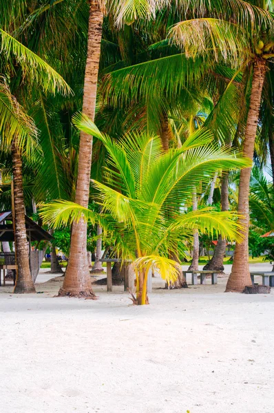 Paisagem do paraíso ilha tropical com palmas e praia de areia branca — Fotografia de Stock