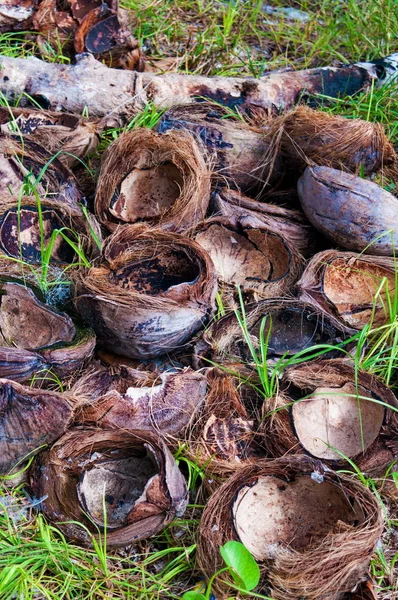 Craft kokosnötsskal kastas på marken för att gödsla marken — Stockfoto
