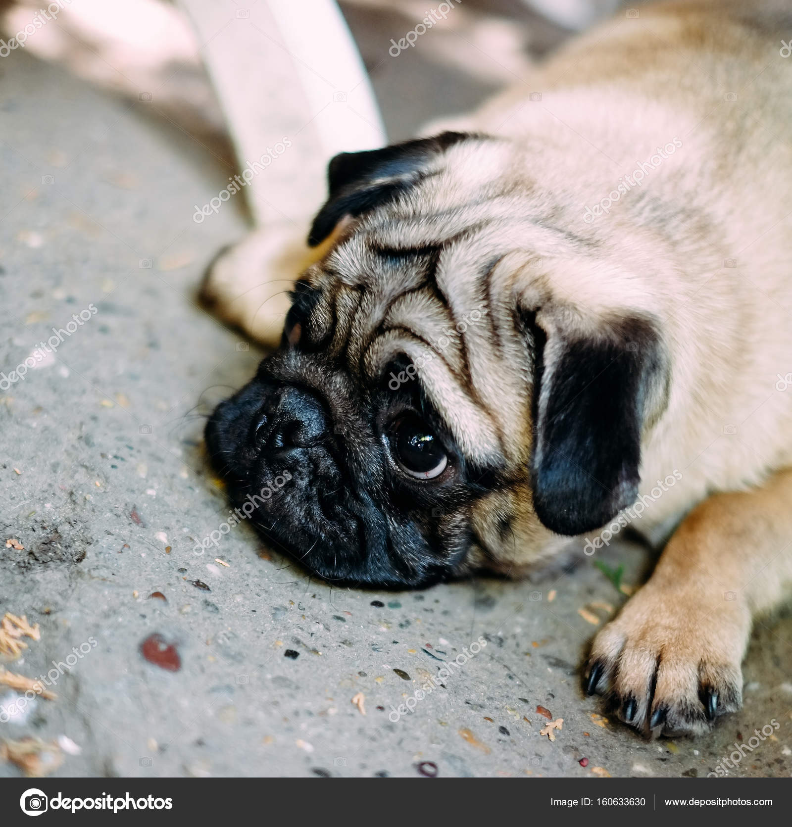 Baby pug. Dog pug. Close up face of a very Cute pug Stock Photo by ...