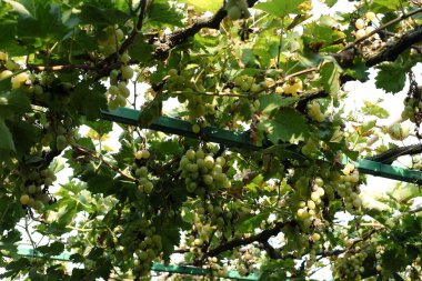 Organik üzüm sonbaharda. Olgun üzüm asma dan asmak. Sonbahar Harvest yılında gün batımında üzüm bağları