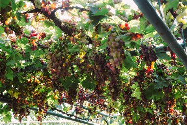 Organik üzüm sonbaharda. Olgun üzüm asma dan asmak. Sonbahar Harvest yılında gün batımında üzüm bağları