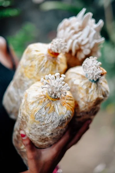 Paddenstoel cultivatie groeien in boerderij Paddestoel cultivatie in biologische landbouwbedrijven verse paddenstoelen groeien op een speciale bodem op een paddestoel productie. — Stockfoto