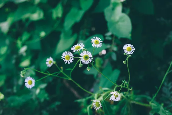 Campo fresco florescente de camomilas como pano de fundo. flor de primavera e verão — Fotografia de Stock
