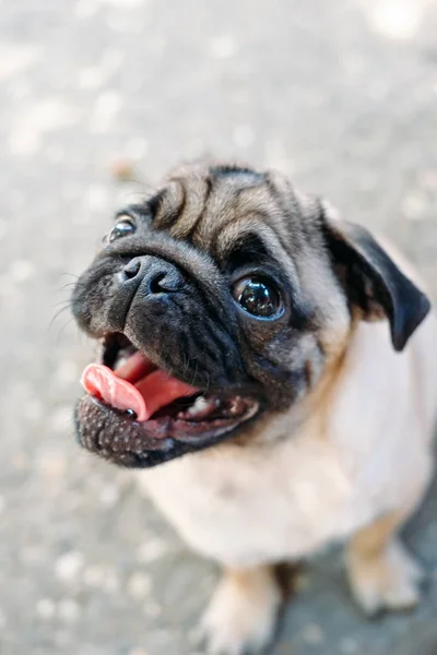 Baby pug. Dog pug. Close up face of a very Cute pug — Stock Photo, Image
