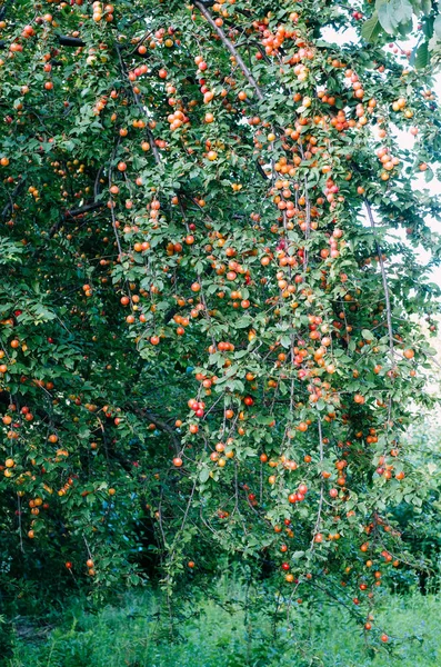 Prunes rouges de fin d'été sur les arbres poussant à l'état sauvage. prunier sauvage au printemps et en été . — Photo