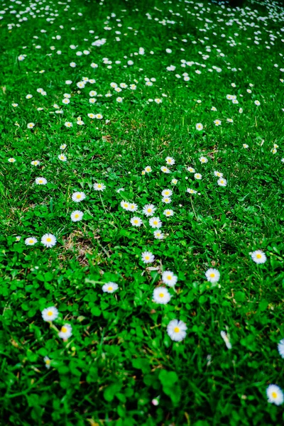 Цветущие свежие поля ромашки в качестве фона. весна и лето цветок — стоковое фото