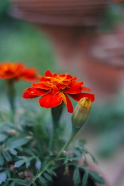 Taze turuncu sarı sonbahar kadife çiçeği çiçek toprak çiçek kap, Latince adı Tagetes. Çiçek arka plan