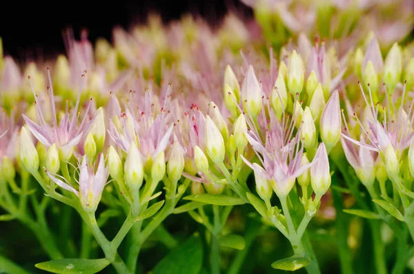 Rhodiola Rosea şifalı bitki