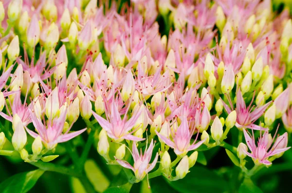 Rhodiola Rosea şifalı bitki
