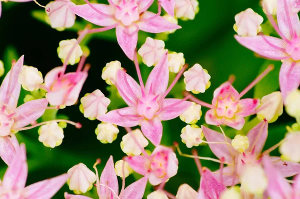 Rhodiola Rosea medicinale plant — Stockfoto