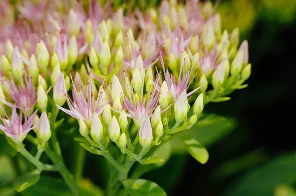 Rhodiola Rosea şifalı bitki