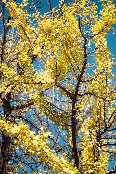 Foto do Outono de Ouro Ginkgo Biloba Árvore Folhas no Outono — Fotografia de Stock