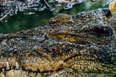 Nil timsahı Crocodylus niloticus, yakın çekim detay diş ile timsah göz açın. Timsah başını Borneo doğada yakın çekim