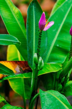 Muz ağacı üzerinde güzel pembe muz çiçeği