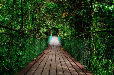 Borneo yağmur ormanlarında köprü asılı