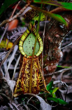 Etobur sürahi bitki. Bako Milli Parkı, yağmur ormanlarında Nepenthes albomarginata. Sarawak. Borneo. Malezya