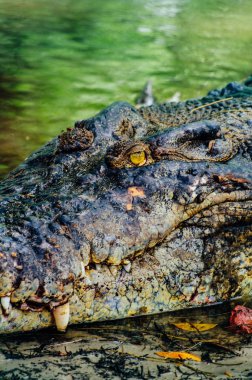 Nil timsahı Crocodylus niloticus, yakın çekim detay diş ile timsah göz açın. Timsah başını Borneo doğada yakın çekim