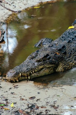 Nil timsahı Crocodylus niloticus su ile timsah Başkanı yakın çekim ayrıntı aç gözlerini. Timsah başını Borneo doğada yakın çekim