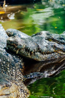 Nil timsahı Crocodylus niloticus, yakın çekim detay diş ile timsah göz açın. Timsah başını Borneo doğada yakın çekim