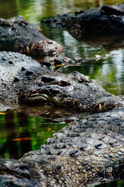 Nil timsahı Crocodylus niloticus, yakın çekim detay diş ile timsah göz açın. Timsah başını Borneo doğada yakın çekim