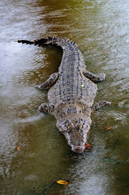 Nil timsahı Crocodylus niloticus su ile timsah Başkanı yakın çekim ayrıntı aç gözlerini. Timsah başını Borneo doğada yakın çekim