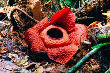  Rafflesia dünyanın en büyük çiçek. Ranau Sabah Borneo'da bulunan bu tür. Malezya