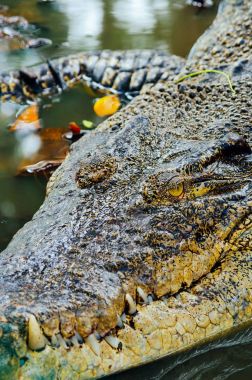 Nil timsahı Crocodylus niloticus, yakın çekim detay diş ile timsah göz açın. Timsah başını Borneo doğada yakın çekim