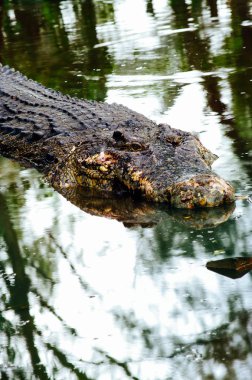 Nil timsahı Crocodylus niloticus, yakın çekim detay diş ile timsah göz açın. Timsah başını Borneo doğada yakın çekim