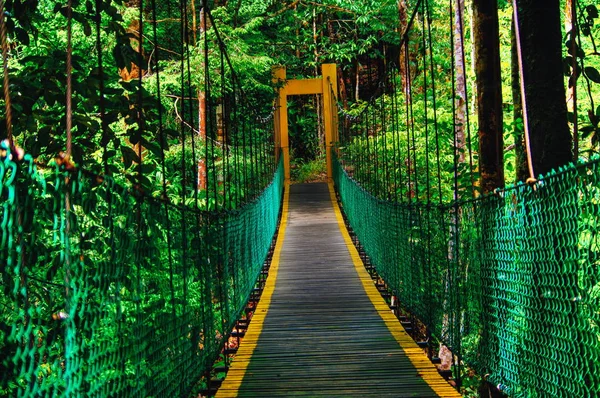 Висячий мост в тропических лесах Борнео — стоковое фото