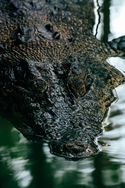 Crocodylus niloticus crocodilo do Nilo, detalhe close-up dos dentes do crocodilo com o olho aberto. Cabeça de crocodilo perto na natureza de Bornéu — Fotografia de Stock