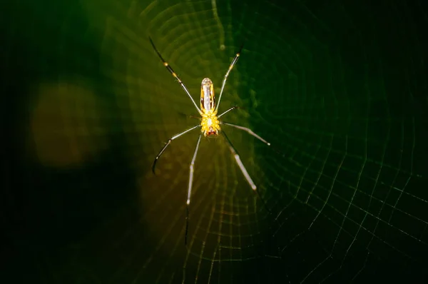 Spin en het spinnenweb tegen een groene achtergrond in de natuur van Borneo — Stockfoto